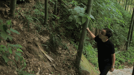 珀洱半坡，在竹海樹(shù)林之間盡享山間好風(fēng)光