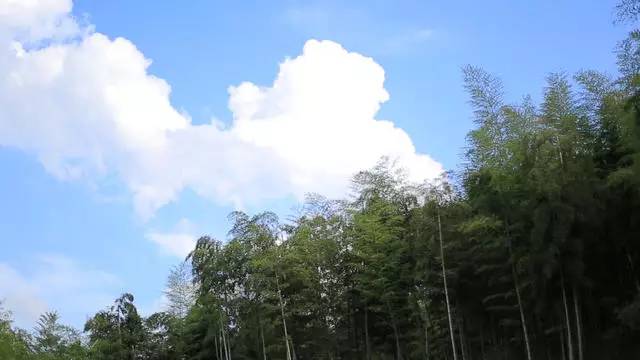 珀洱半坡，在竹海樹林之間盡享山間好風(fēng)光