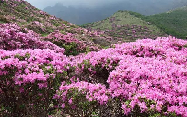 珀洱半坡，在竹海樹林之間盡享山間好風(fēng)光
