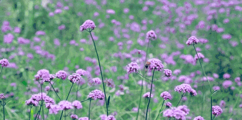 螞蟻尚墅，在山谷的花田美舍里生活