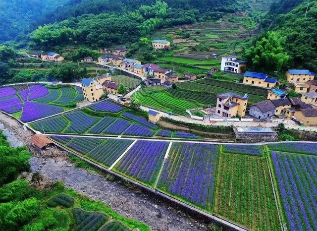 螞蟻尚墅，在山谷的花田美舍里生活