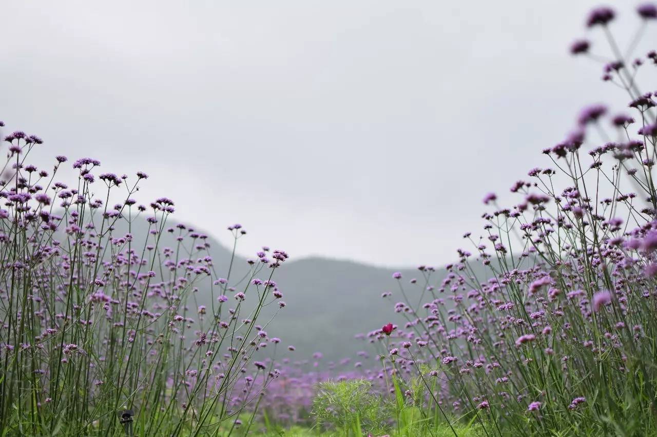螞蟻尚墅，在山谷的花田美舍里生活