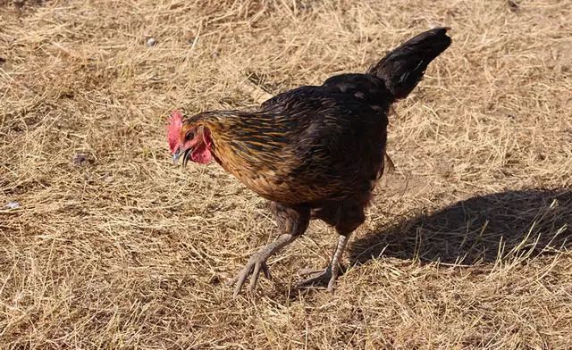 湖州嶺霧，在云霧之巔把自然搬進屋內(nèi)