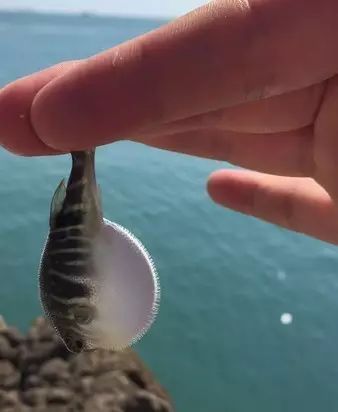 溫州·花崗漁村，海外桃源別有天此間小住亦神仙