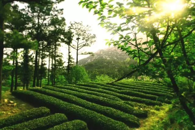 曉陽春茶，尋找茶道融于茶水中的美好生活