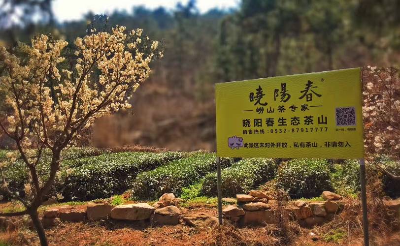 曉陽春茶，尋找茶道融于茶水中的美好生活