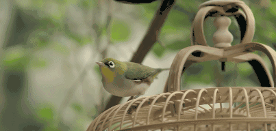 曉陽春茶，尋找茶道融于茶水中的美好生活