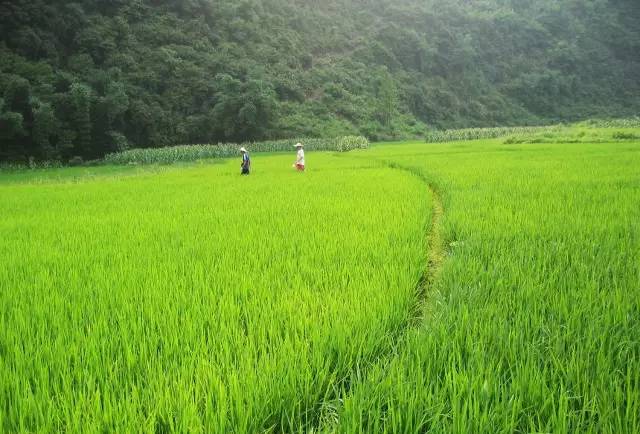 桃花壹號(hào)，靜下來(lái)品味生活最美的那一面