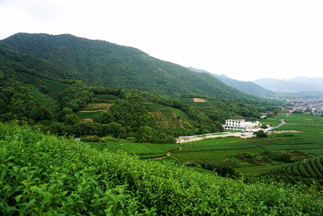 茗墅茶莊園，西湖以外的西湖