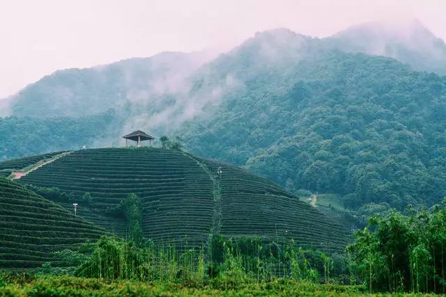 茗墅茶莊園，西湖以外的西湖