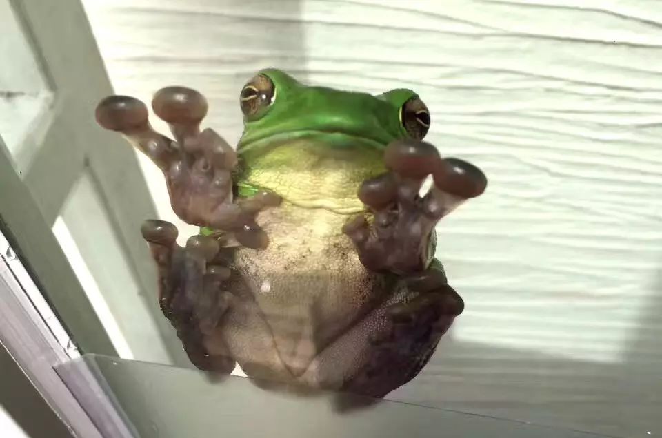 茗墅茶莊園，西湖以外的西湖