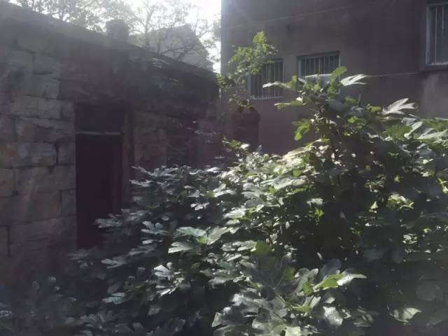 桃花源，有花為伴有茶糊口每一天都是美好光陰