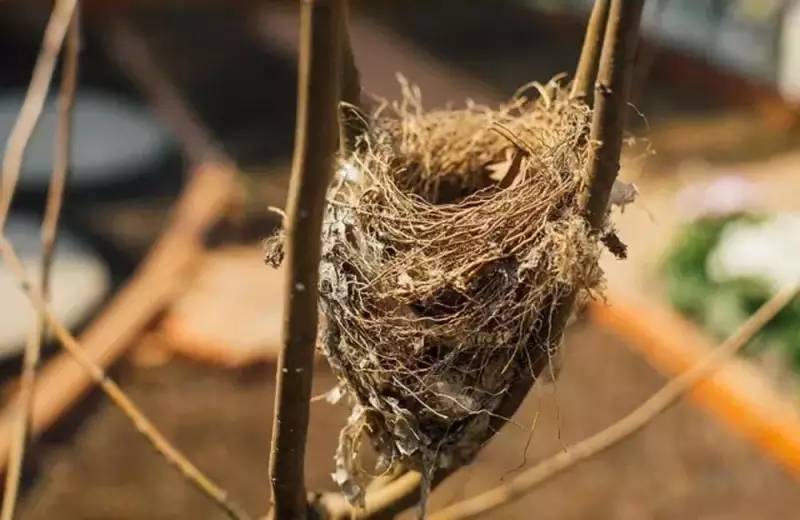 桃花源，有花為伴有茶糊口每一天都是美好光陰