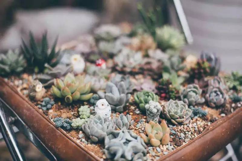 桃花源，有花為伴有茶糊口每一天都是美好光陰