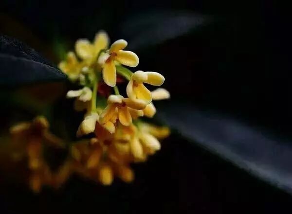 杭州·若白雅苑，擁有無邊泳池「最好泡民宿」