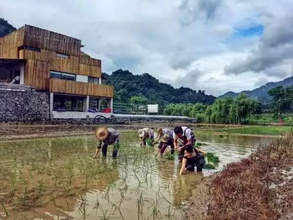 3間開(kāi)在稻田里的民宿，回歸自然向往田園風(fēng)光