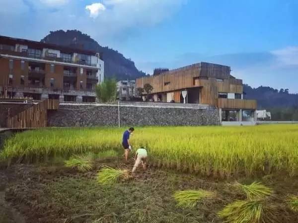 3間開(kāi)在稻田里的民宿，回歸自然向往田園風(fēng)光