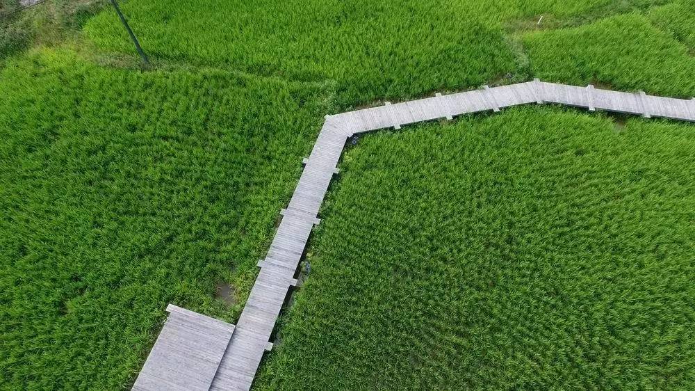 3間開在稻田里的民宿，回歸自然向往田園風光