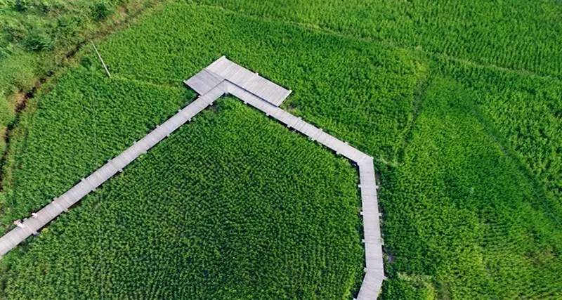 3間開在稻田里的民宿，回歸自然向往田園風(fēng)光