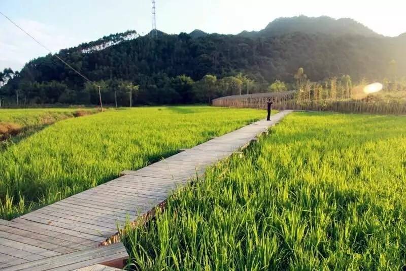 3間開在稻田里的民宿，回歸自然向往田園風(fēng)光