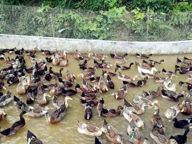 3間開(kāi)在稻田里的民宿，回歸自然向往田園風(fēng)光