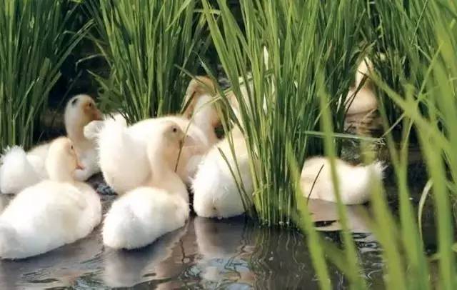 3間開在稻田里的民宿，回歸自然向往田園風(fēng)光