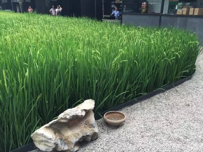 3間開在稻田里的民宿，回歸自然向往田園風(fēng)光