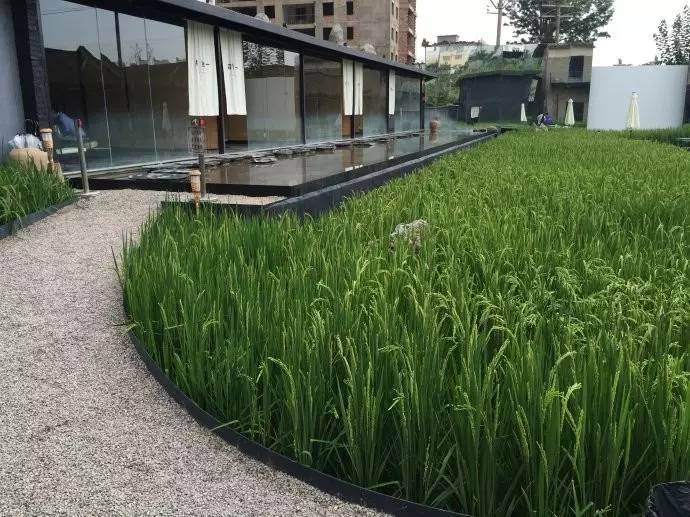 3間開在稻田里的民宿，回歸自然向往田園風光