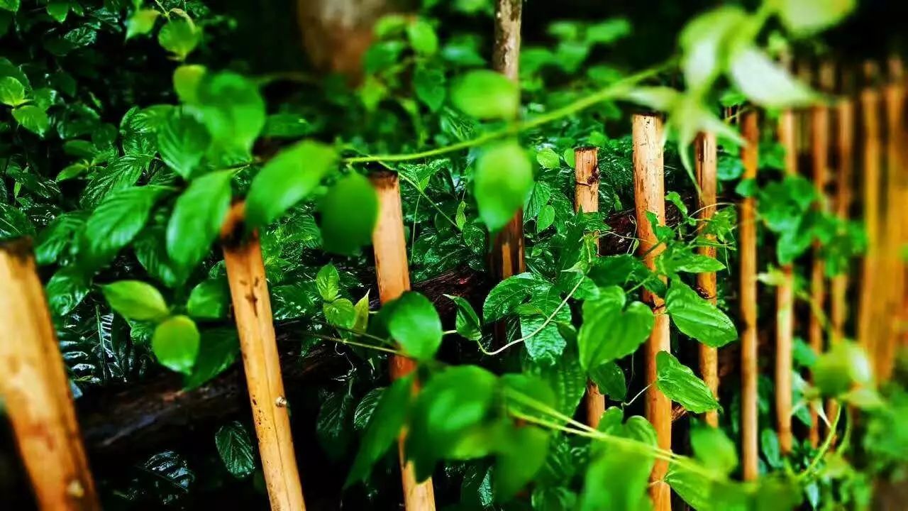 壩美·歸園，隱居聽心歸于自然盡享鄉(xiāng)村野趣