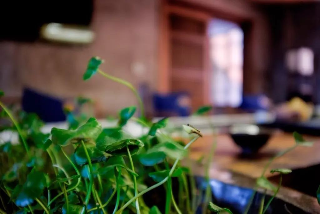 叢山茶境，一片天一座山忘了山外忘卻自己