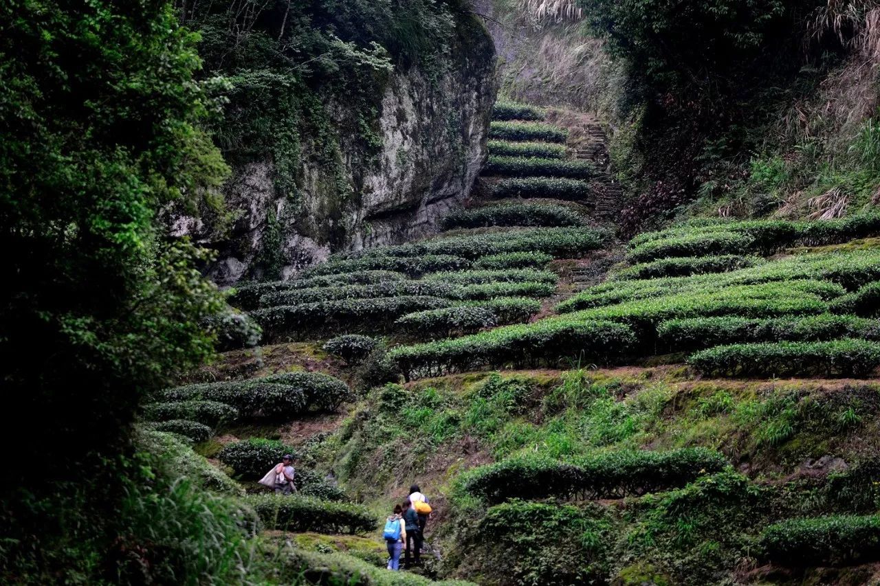 武夷山·山玖如意莊，一杯清茶一萬(wàn)個(gè)品茶人