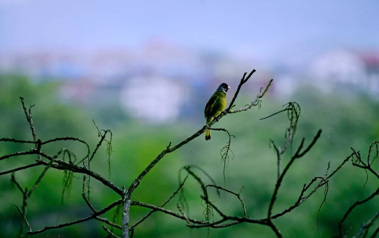 武夷山·山玖如意莊，一杯清茶一萬(wàn)個(gè)品茶人