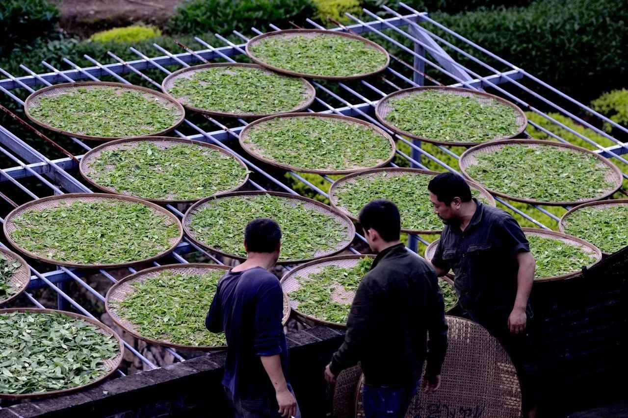 武夷山·山玖如意莊，一杯清茶一萬個品茶人