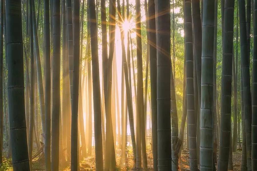 竹制好物，竹編工藝之美！