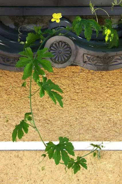 古建筑，一片瓦，遮風(fēng)擋雨