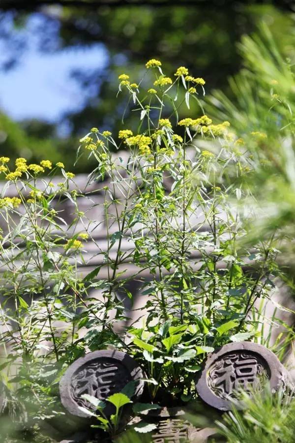 古建筑，一片瓦，遮風(fēng)擋雨