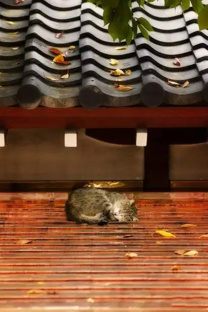 古建筑，一片瓦，遮風(fēng)擋雨