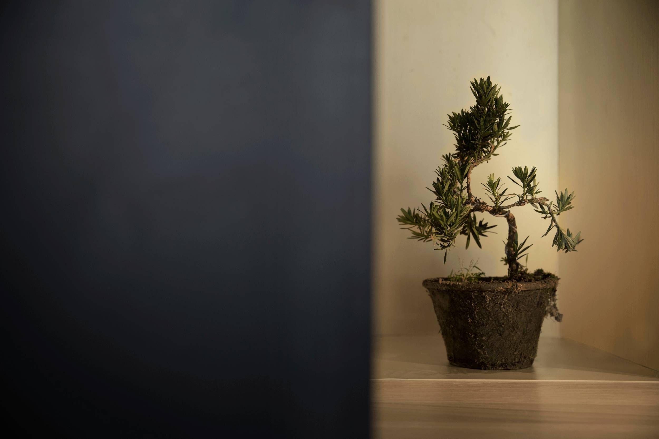 設(shè)計承載食物的靈魂，中式餐廳設(shè)計