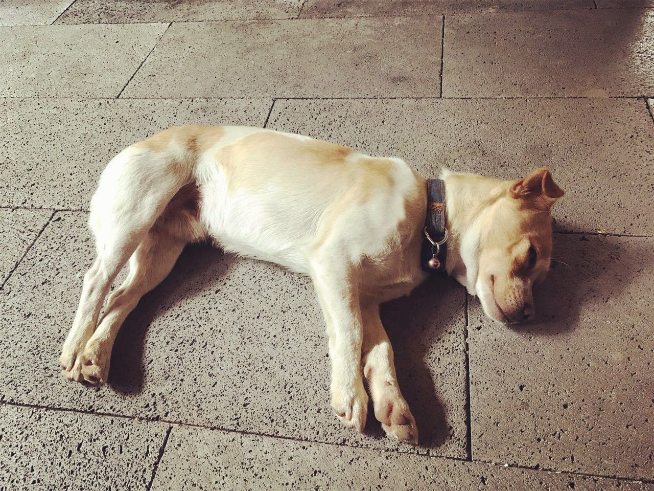 茶馬古道，民宿古宅設(shè)計改造