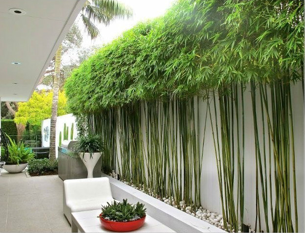 庭院設(shè)計(jì)，竹子在庭院中造景的運(yùn)用