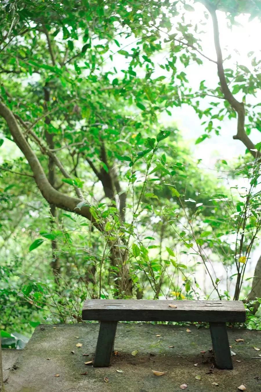 臺(tái)灣最文藝的山間小屋，數(shù)樹民宿設(shè)計(jì)