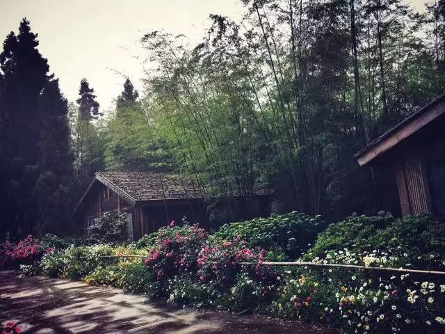 林中四舍民宿設(shè)計(jì)，一所鳥語花香的小木屋