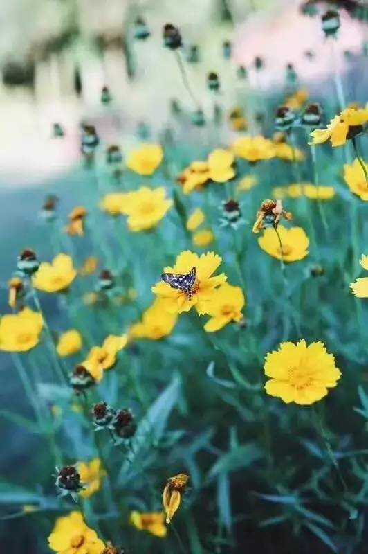 林中四舍民宿設(shè)計(jì)，一所鳥語花香的小木屋