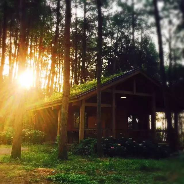 林中四舍民宿設計，一所鳥語花香的小木屋