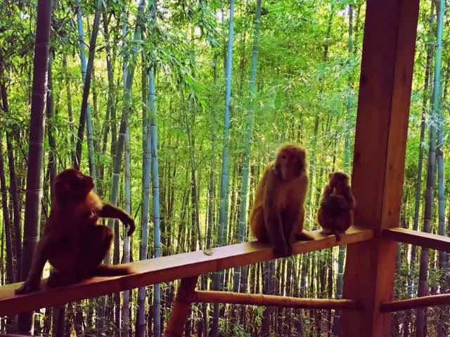 林中四舍民宿設計，一所鳥語花香的小木屋