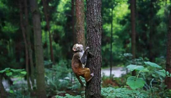 林中四舍民宿設計，一所鳥語花香的小木屋