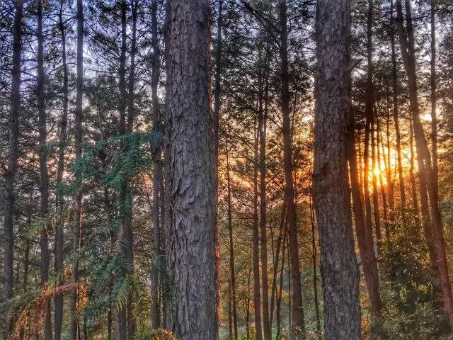 林中四舍民宿設(shè)計(jì)，一所鳥語花香的小木屋