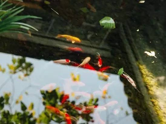 慈舍，悲喜隱去慈從舍生