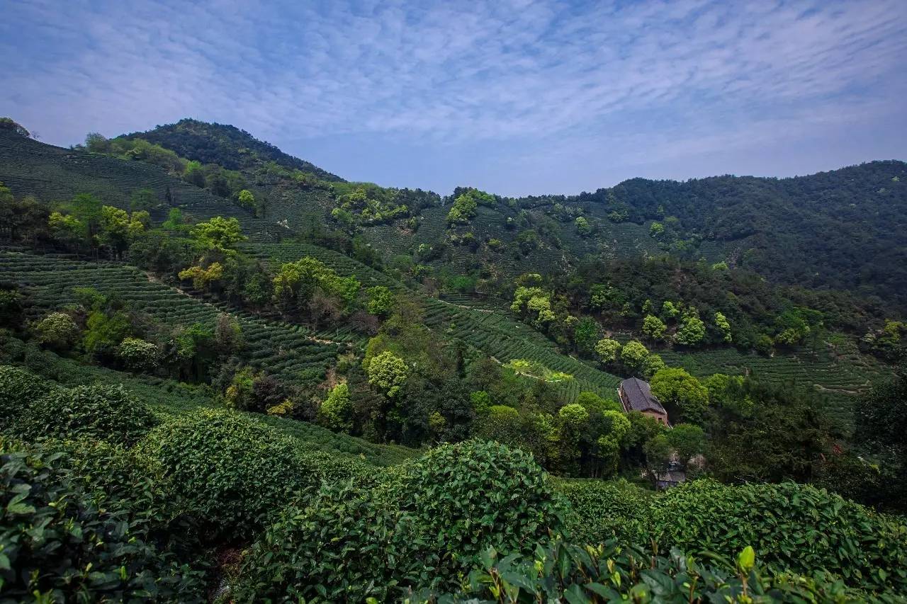 杭州龍井茂居民宿，在茶田之中枕著茶香入睡