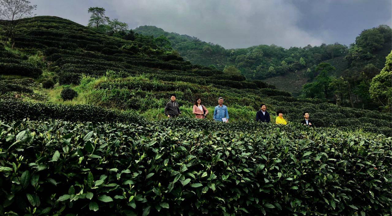 杭州龍井茂居民宿，在茶田之中枕著茶香入睡